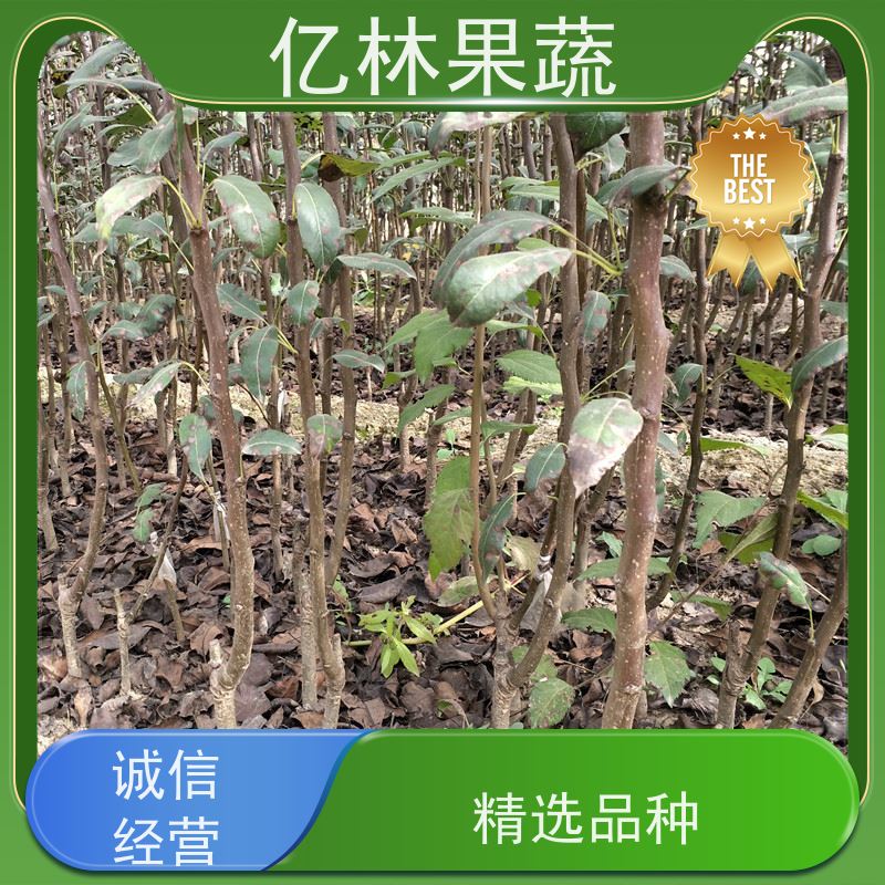 亿林苗木 桃树苗 现挖现发 口感香甜 果实饱满味道好