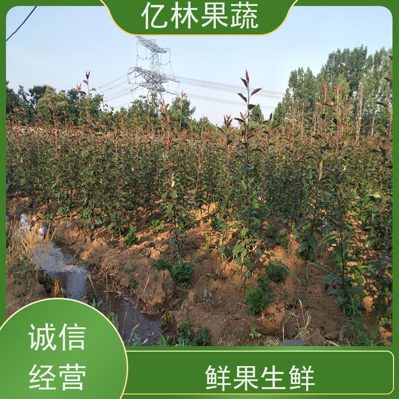 基地供应 中梨系列梨树苗 果实饱满味道好 晚熟品种梨 口感脆甜