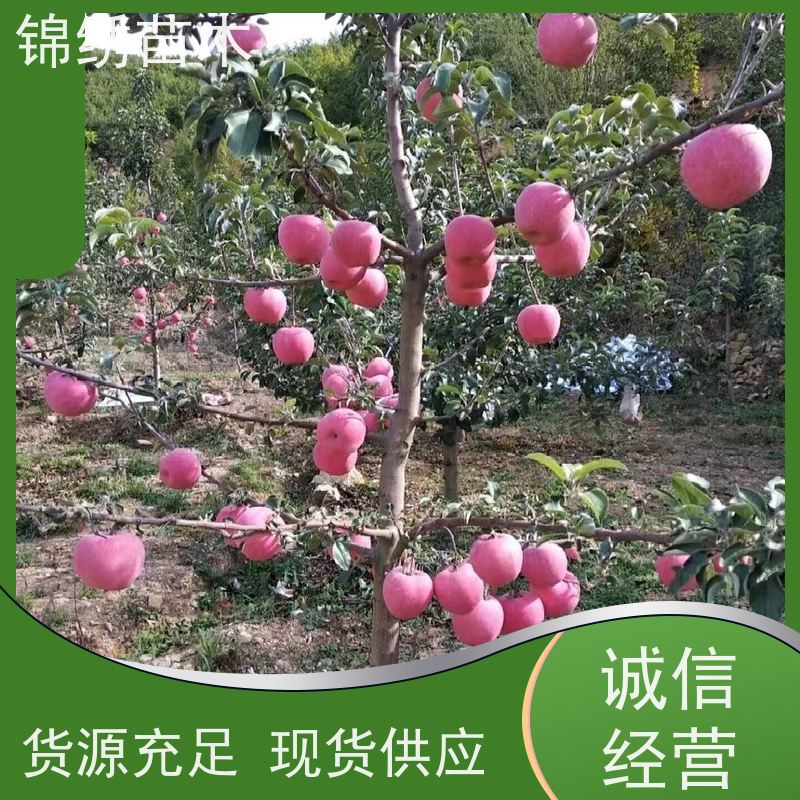 苹果苗多规格可选 1-5公分苹果树苗 适应丰产性强 品质脆甜 品种纯正