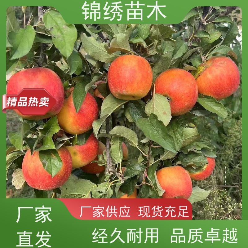 批发 红斯尼克苹果苗 秦阳苹果树苗 华硕早熟丰产耐运存 耐暑热耐寒
