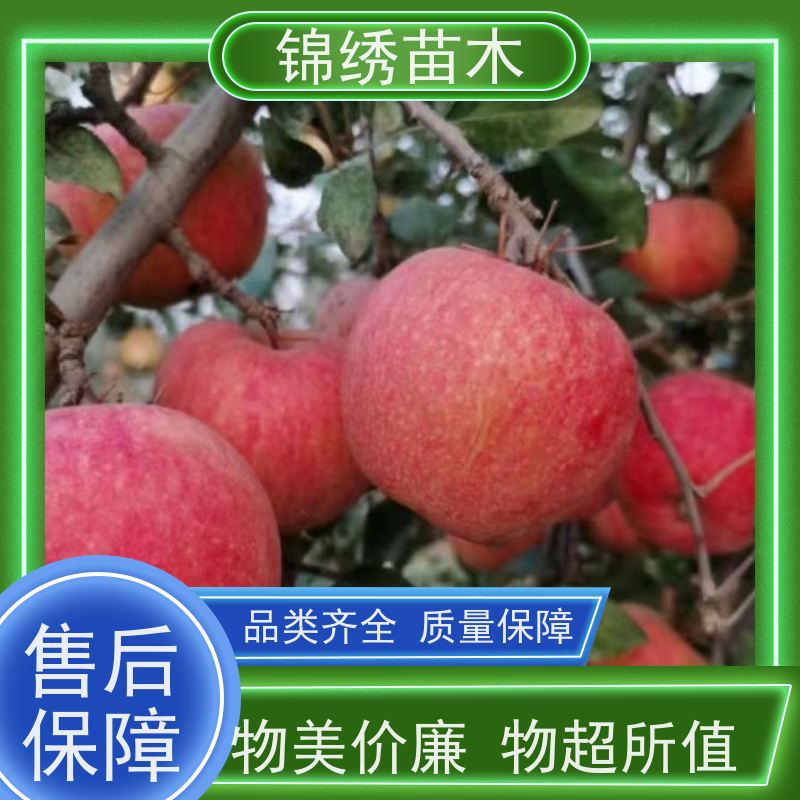 晚熟秦脆苹果树苗基地 1-3公分新品种苹果苗 易丰产效益高 果子脆甜