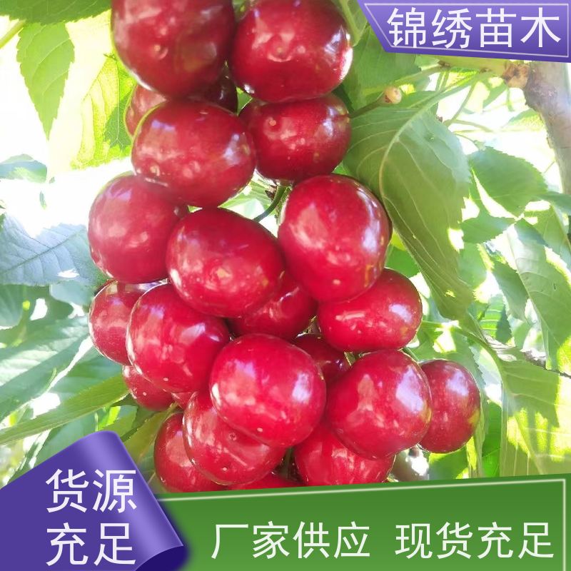 2-5年生樱桃苗 根系发达 当年结果成花早 鲁樱5号大樱桃树苗 车厘子苗