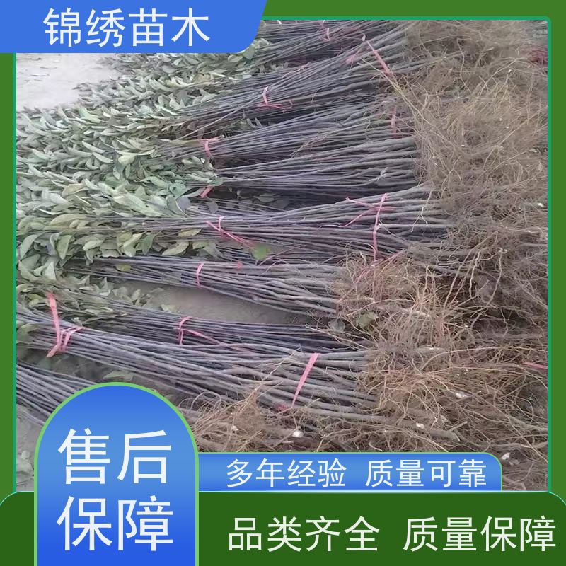 晚熟红富士苹果苗 嫁接烟富八号十号苹果树苗批发 成苗提供技术资料