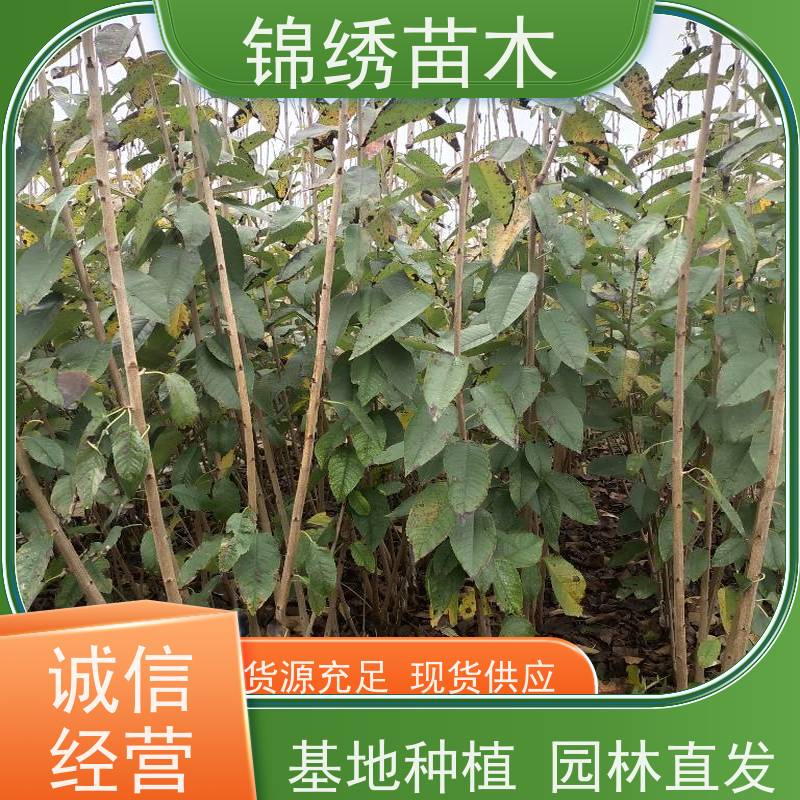 脆甜饱满 美早俄罗斯八号大樱桃苗 免费技术支持 产果易丰产 基地现挖