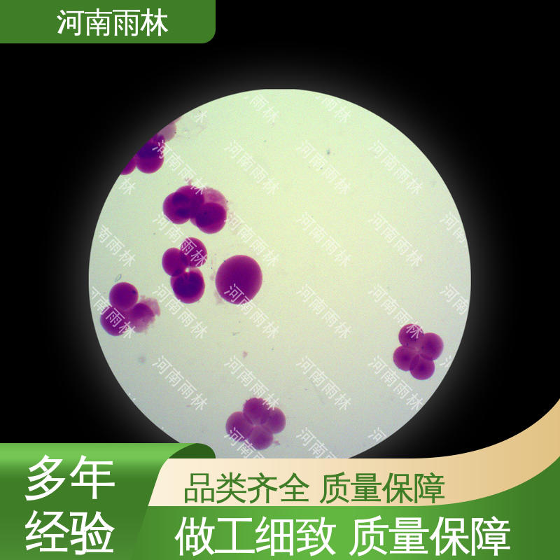 性价比高 支持定制 显微切片 质量保障 雨林教育工程