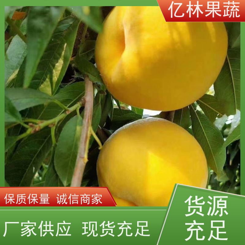 基地培育 冬桃苗 南北方种植 桃树果树苗 成活率高