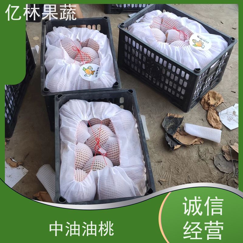 亿林苗木 八盘梨树苗 基地直发 新品种梨苗 香甜可口