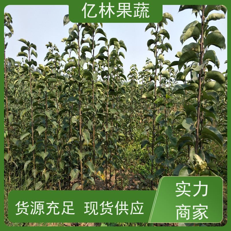 亿林苗木 黄桃苗 三公分现挖现发 品种齐全 果实饱满味道好