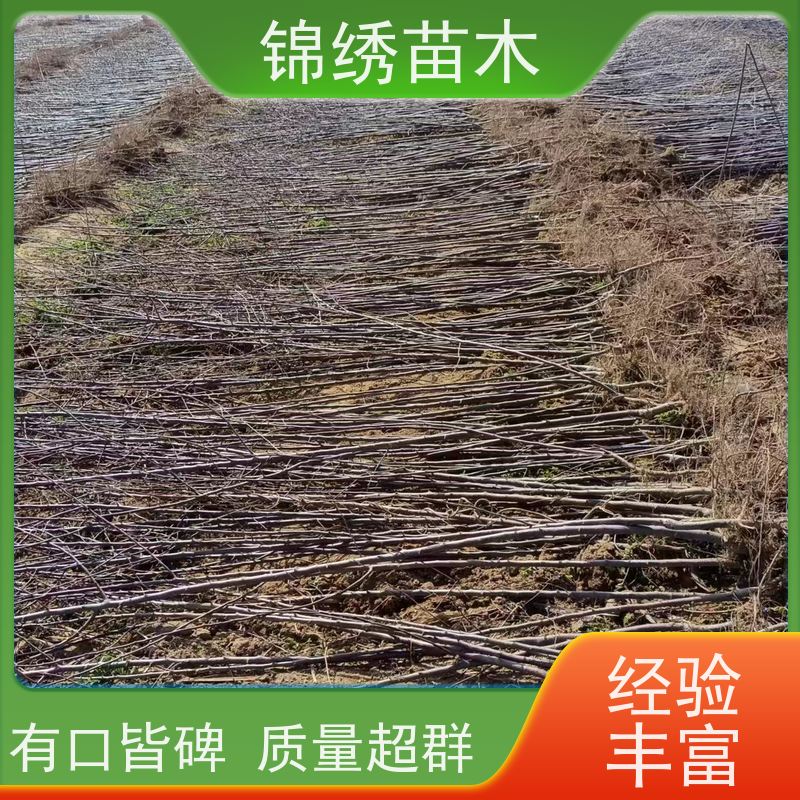 早熟红斯尼克 众城3号苹果苗 秦脆苹果树苗 果子脆甜 易成花商品率高