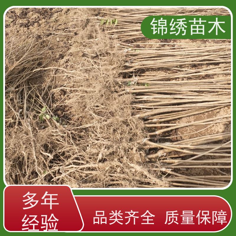 美国红樱桃树苗 1-5年苗 嫁接 矮化大樱桃苗 丰产性强 现挖现发