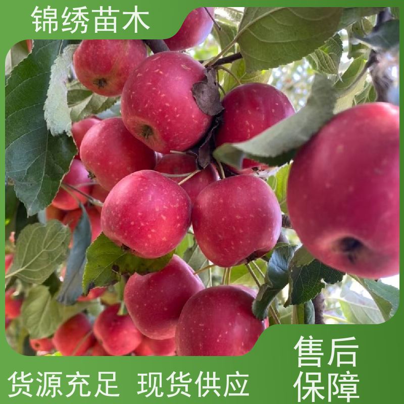 嫁接苹果树苗众城3号 秦脆矮化苹果苗 栽培效益商率高 经济价值可观