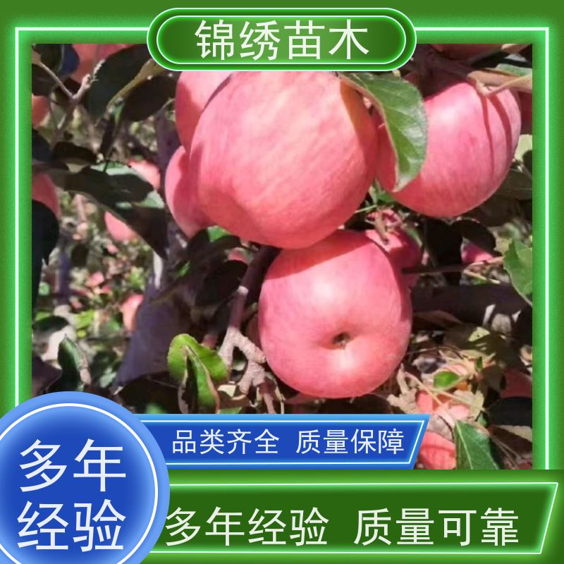 苹果树种植管理 1-6公分优质新品种 晚熟秦脆 瑞雪 维纳斯黄金苹果苗