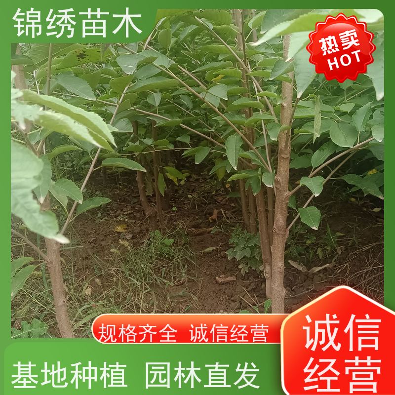 大棚樱桃树苗 俄罗斯8号易成花 瑞德樱桃苗 供应基地 丰产期长 口感好