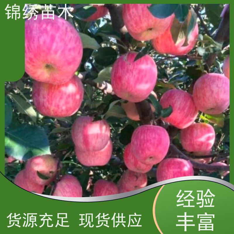 新品种众城3号苹果苗 矮化苹果树种苗 品种齐全 基地直供 看货现挖苗