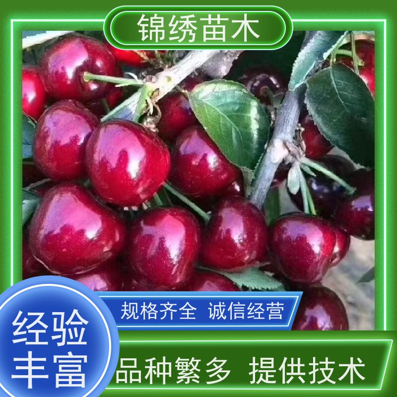 2-6年车厘子樱桃苗好品种 组培自根砧 高海拔地种植大樱桃树苗技术