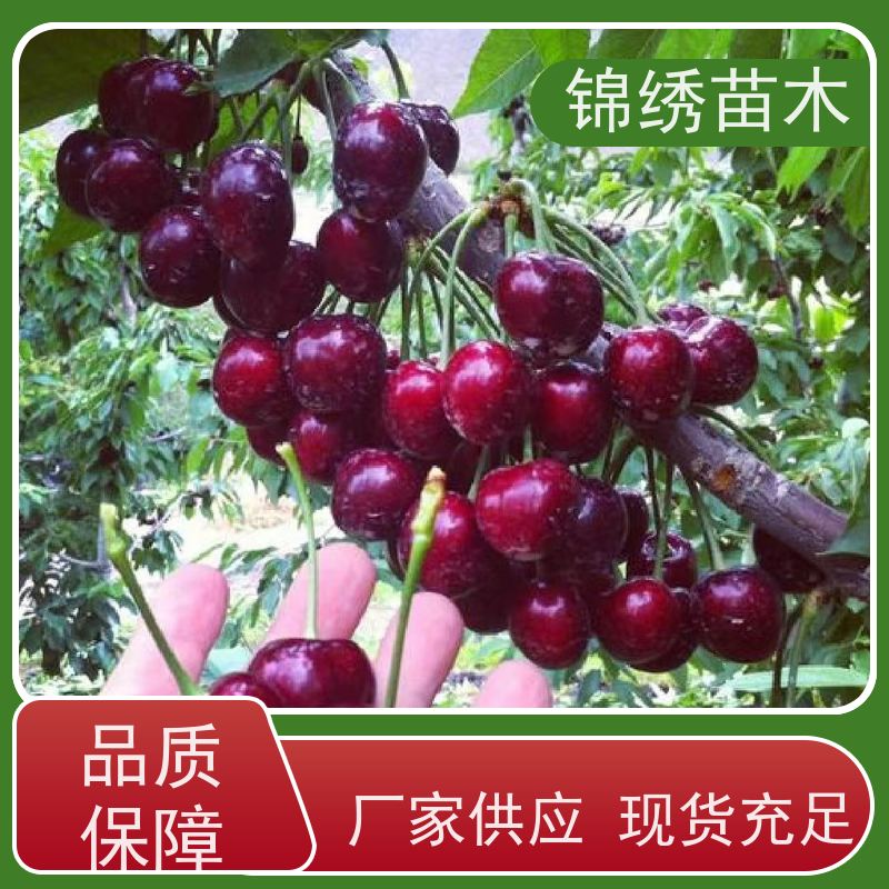 组培自根砧大樱桃苗 车厘子樱桃树苗批发 成活率高 南北方种植 可棚栽