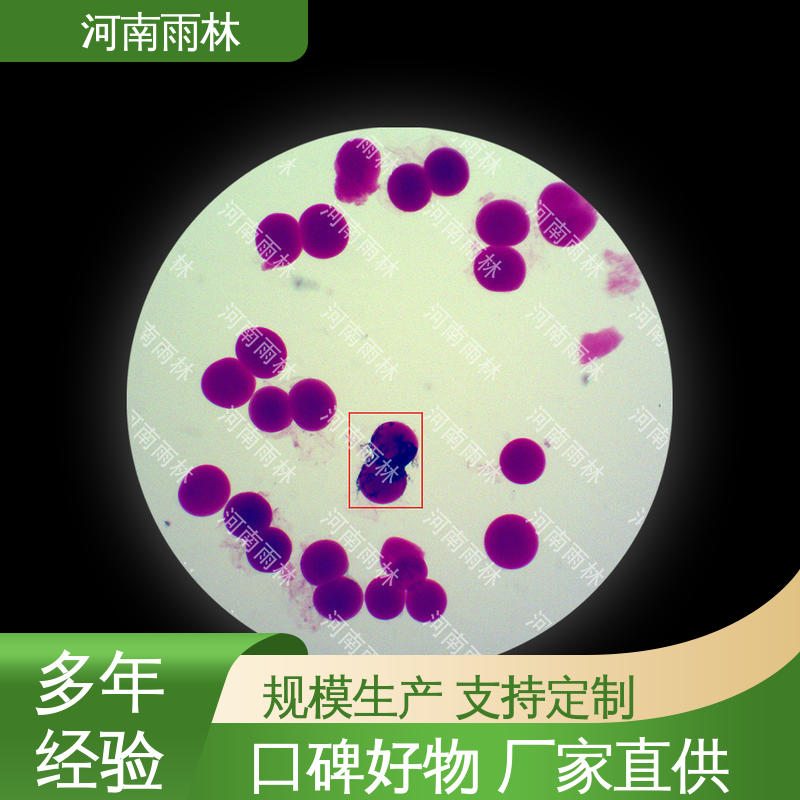 生物切片 支持定制 质量保障 性价比高 雨林教育