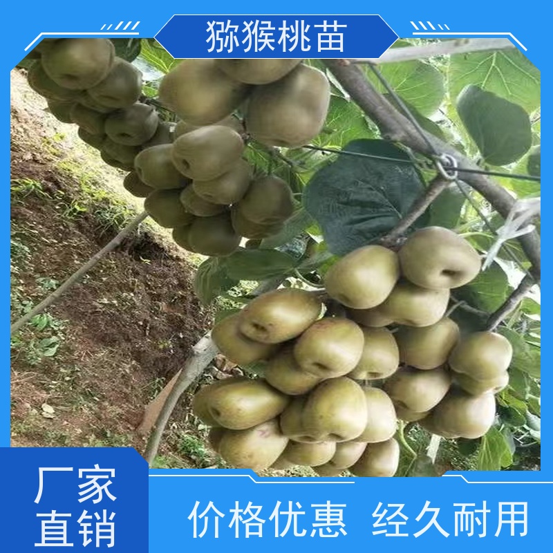 春丰苗木欢迎采购翠玉猕猴桃苗 猕猴桃实生苗0.3元