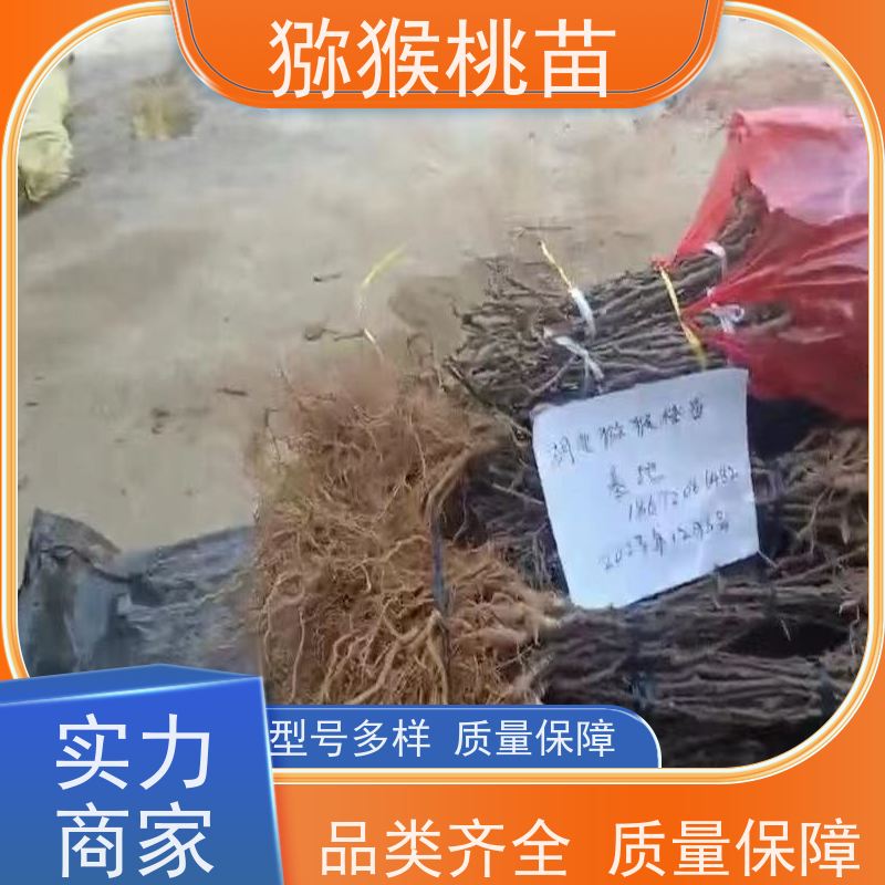 春丰苗木欢迎采购3元一棵 50元上车价 重花叠瓣 效果佳金阳猕猴桃苗