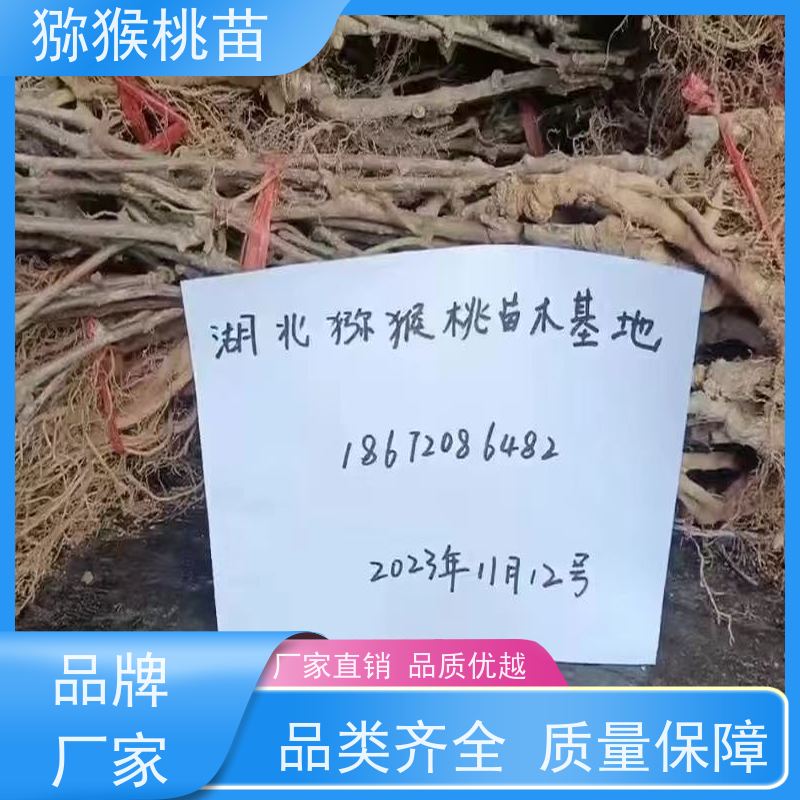  猕猴桃实生苗0.3元一棵 黄肉猕猴桃苗子 欢迎采购