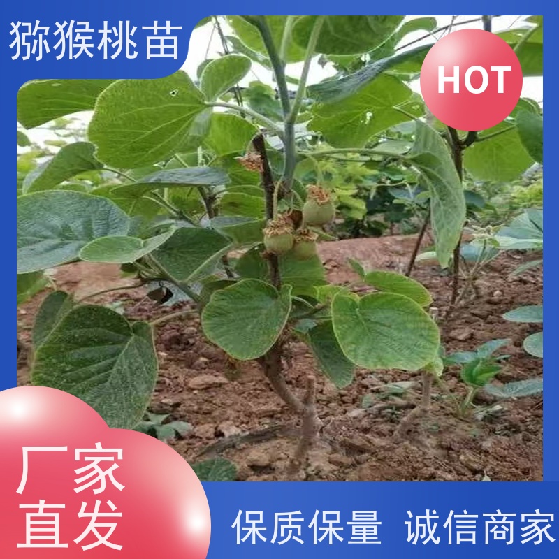 春丰苗木欢迎采购华优猕猴桃苗子 猕猴桃实生苗0.3元