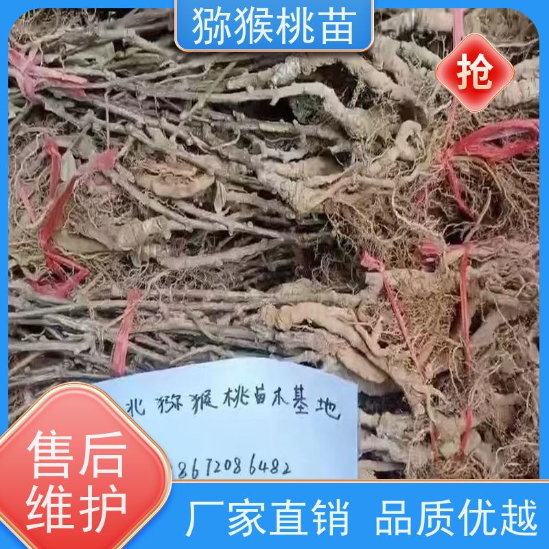 春丰苗木欢迎采购猕猴桃树猕猴桃实生苗0.3元一棵