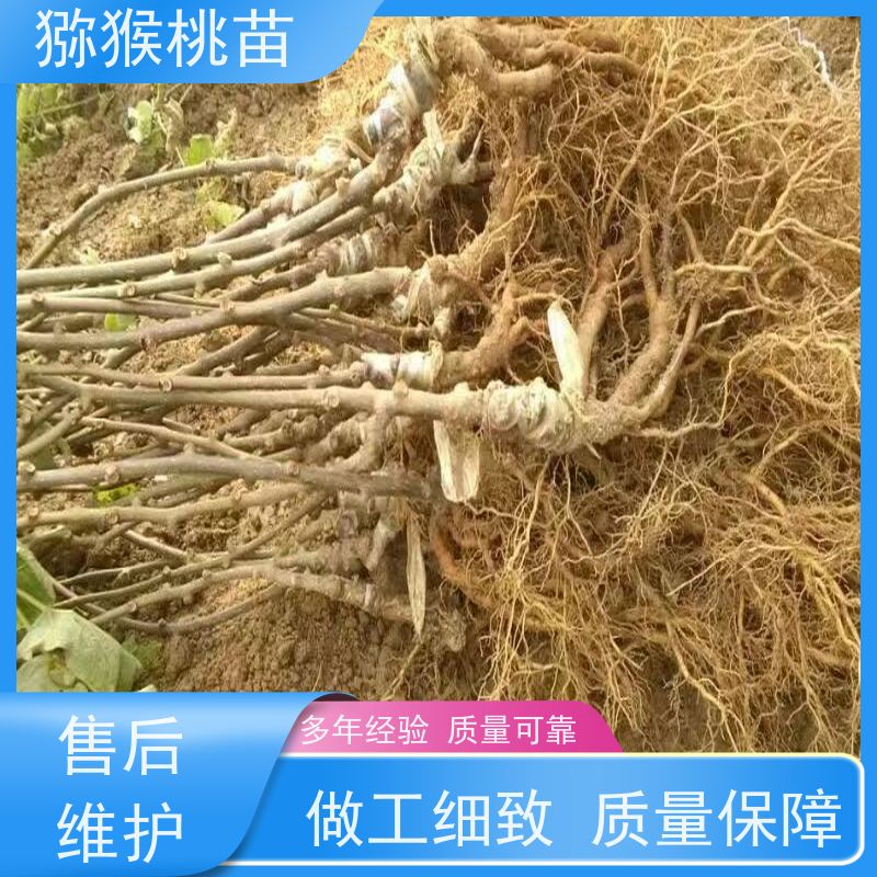  猕猴桃实生苗0.3元一棵 秦美猕猴桃苗 欢迎采购