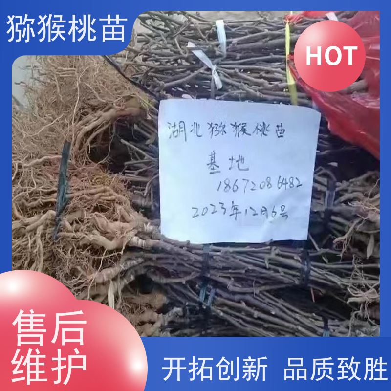  猕猴桃实生苗0.3元一棵 嫁接猕猴桃苗子 欢迎采购