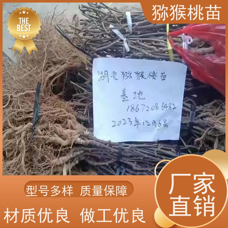  猕猴桃树苗子1米高、 金红猕猴桃苗子 3元一棵 欢迎采购