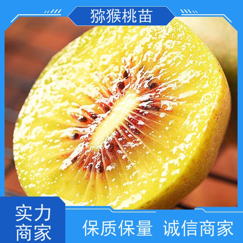 春丰苗木欢迎采购新品种猕猴桃苗 猕猴桃实生苗0.3元
