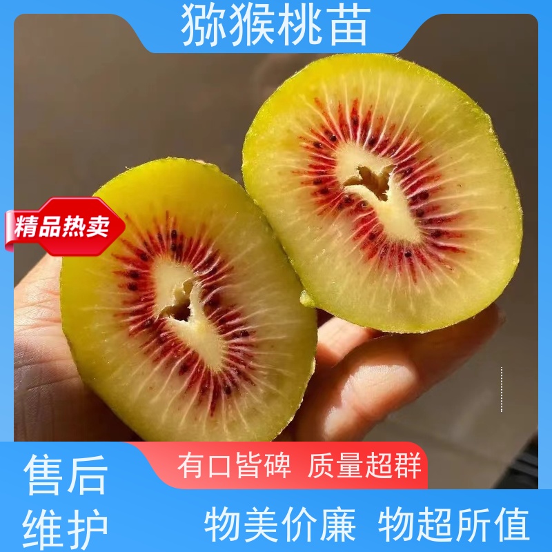 春丰苗木欢迎采购哑特猕猴桃苗猕猴桃实生苗0.3元一棵