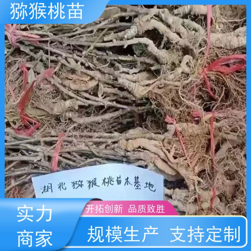  猕猴桃树苗子1米高、 嫁接猕猴桃苗 3元一棵 欢迎采购