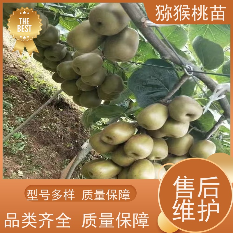  猕猴桃实生苗0.3元一棵 美味猕猴桃苗 欢迎采购