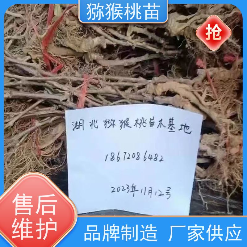 春丰苗木金红猕猴桃苗欢迎采购猕猴桃实生苗0.3元一棵