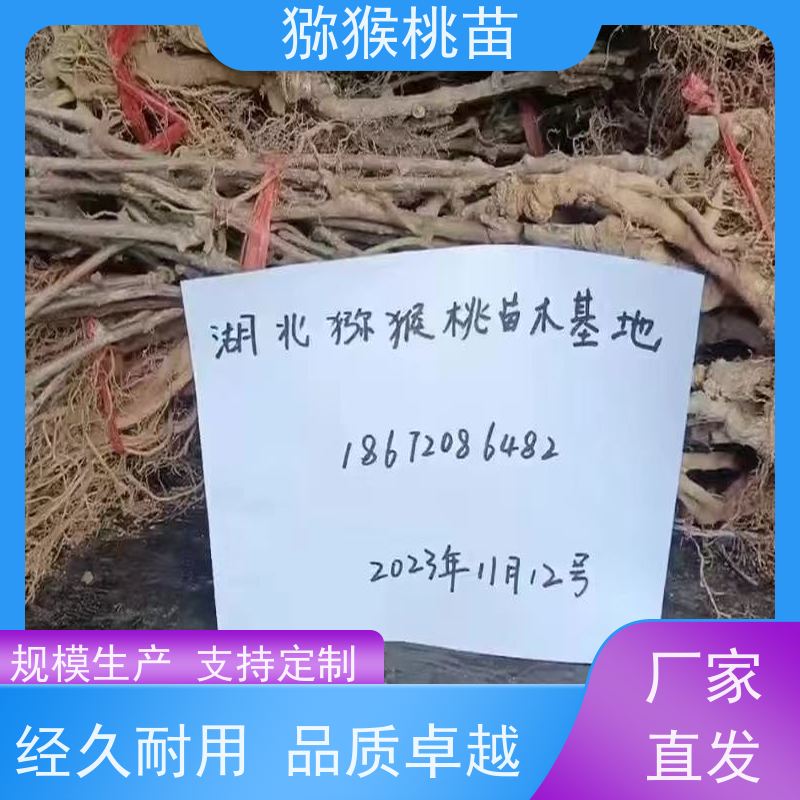 春丰苗木欢迎采购新品种猕猴桃苗猕猴桃实生苗0.3元一棵