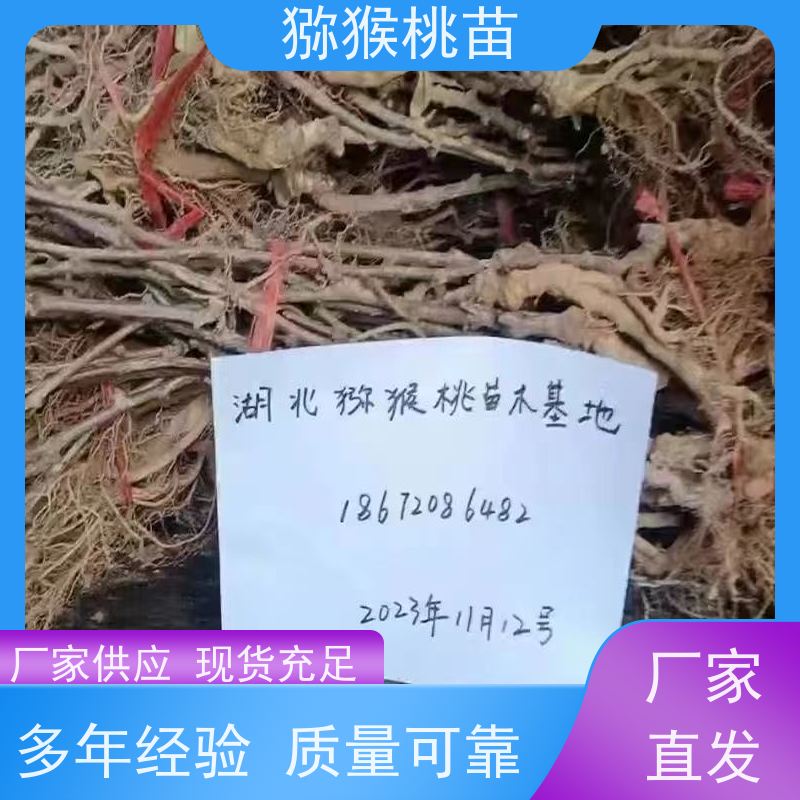 春丰苗木欢迎采购秦美猕猴桃苗猕猴桃实生苗0.3元一棵