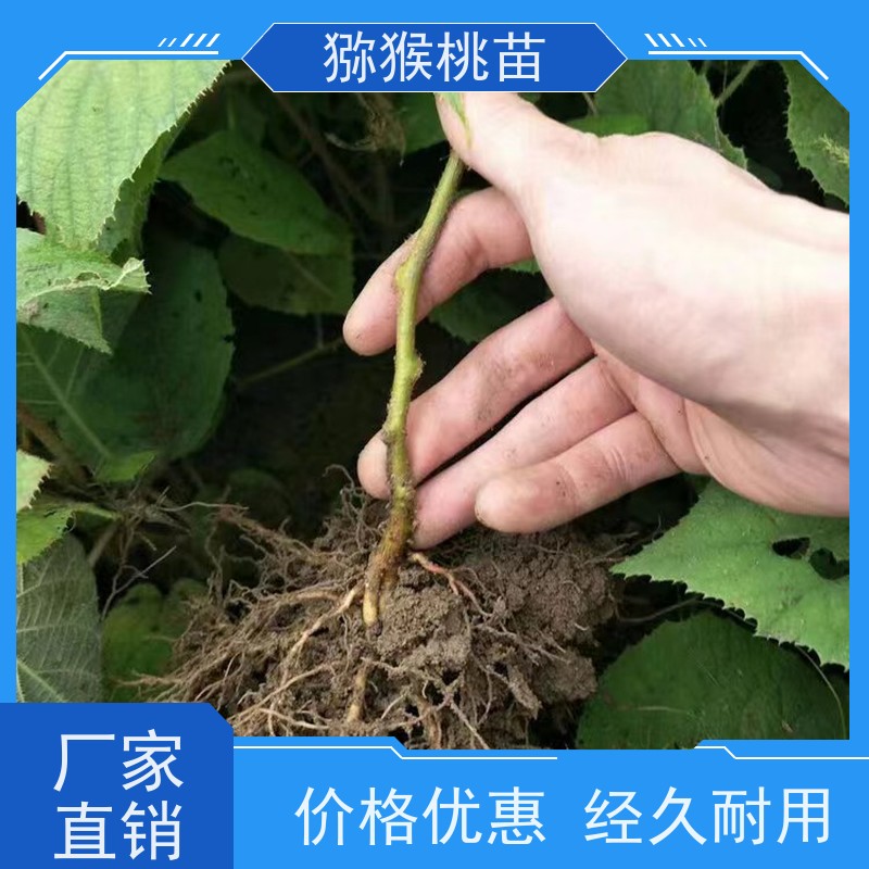 春丰苗木猕猴桃实生苗0.3元一棵欢迎采购新猕猴桃苗子品种