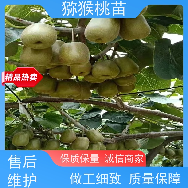 春丰苗木欢迎采购嫁接猕猴桃苗子猕 猴桃树苗子1米高、