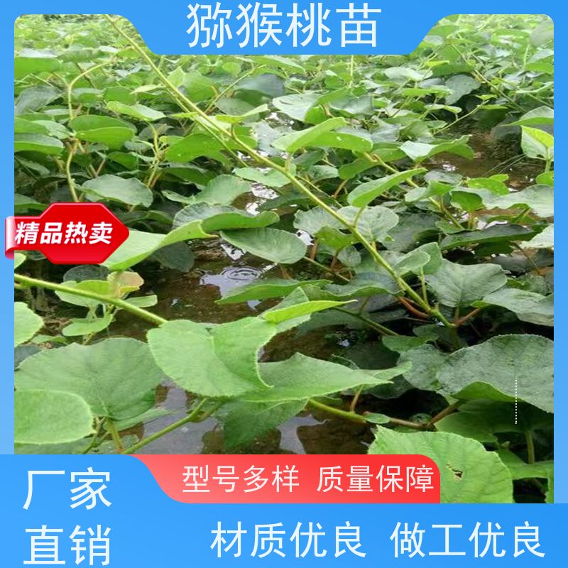 春丰苗木欢迎采购猕猴桃苗好品种猕 猴桃树苗子1米高、