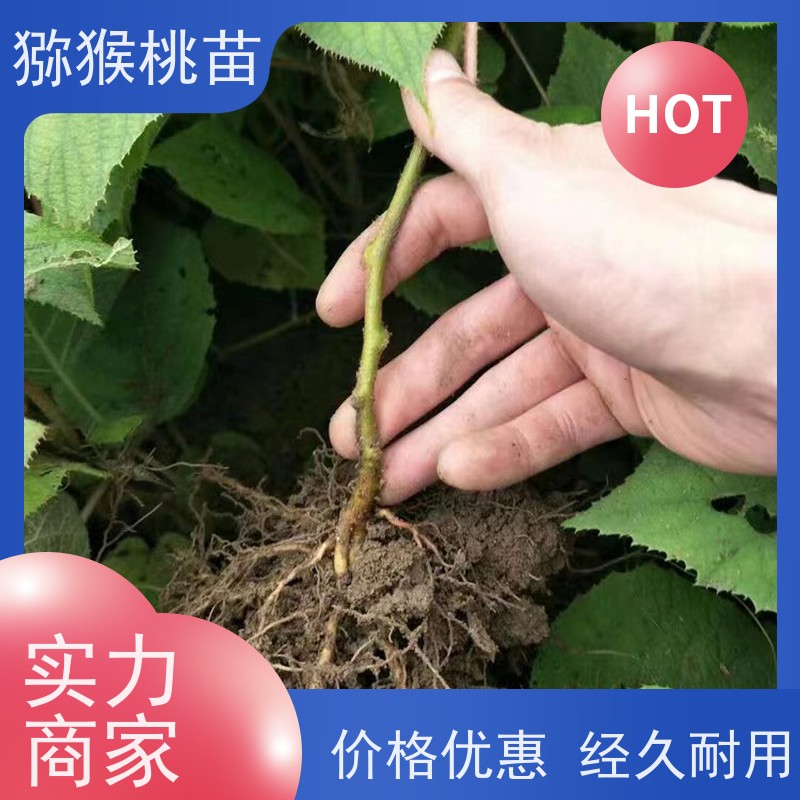 春丰苗木欢迎采购猕猴桃苗子砧木猕 猴桃树苗子1米高、