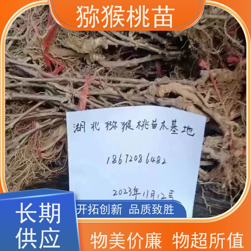 春丰苗木欢迎采购晚红猕猴桃苗猕猴桃实生苗0.3元一棵
