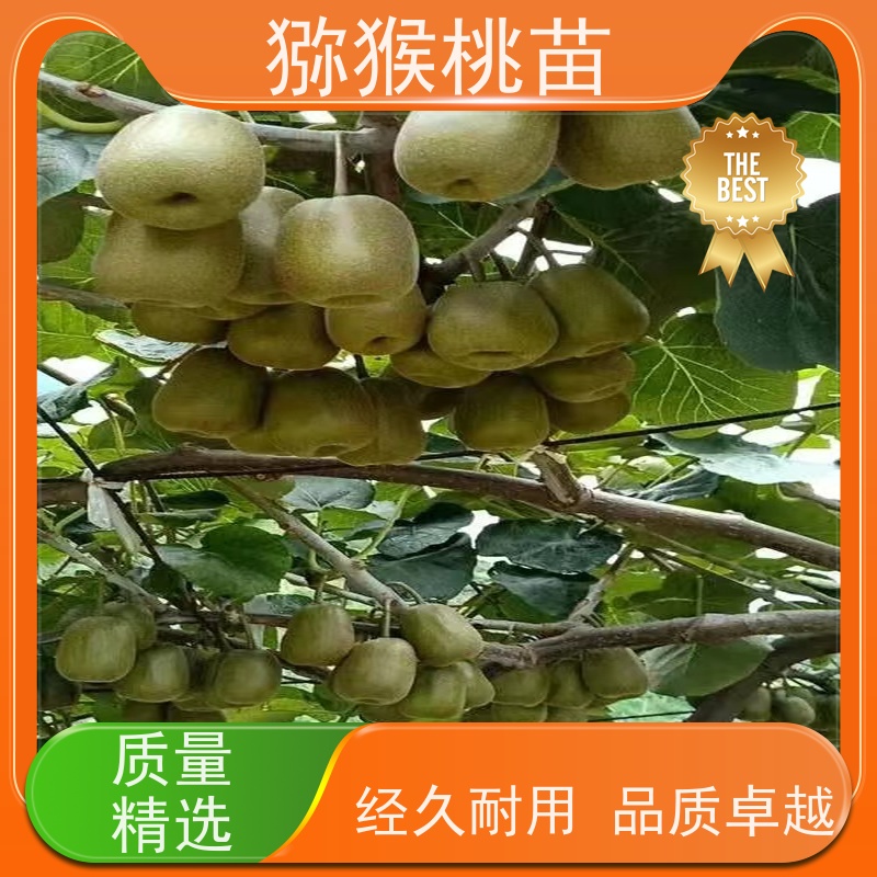 春丰苗木欢迎采购红心猕猴桃苗 猕猴桃实生苗0.3元