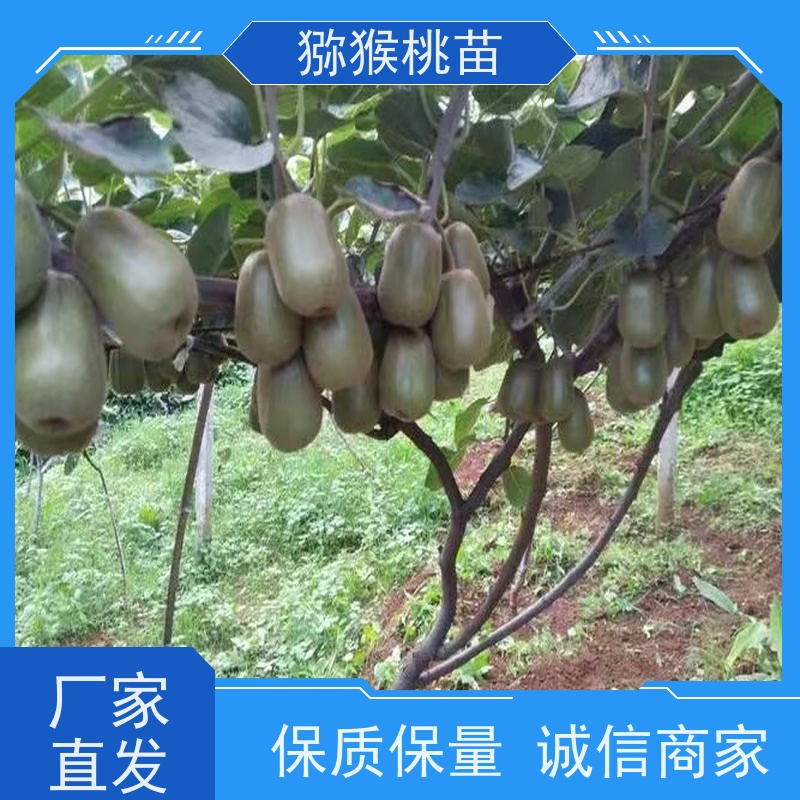 春丰苗木红心猕猴桃苗欢迎采购3元一棵 50元上车价 重花叠瓣 效果佳