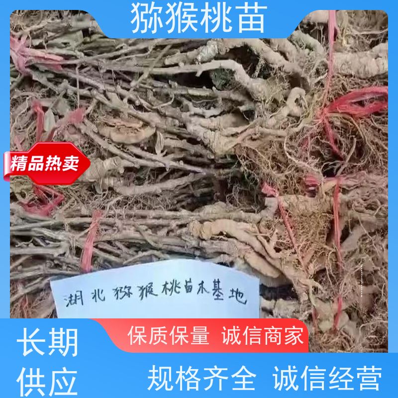 春丰苗木欢迎采购猕猴桃苗子砧木 猕猴桃实生苗0.3元