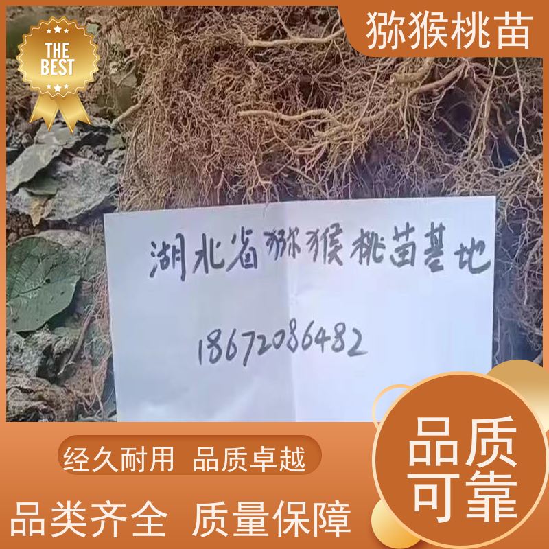 春丰苗木欢迎采购3元一棵 50元上车价 重花叠瓣 效果佳哑特猕猴桃苗