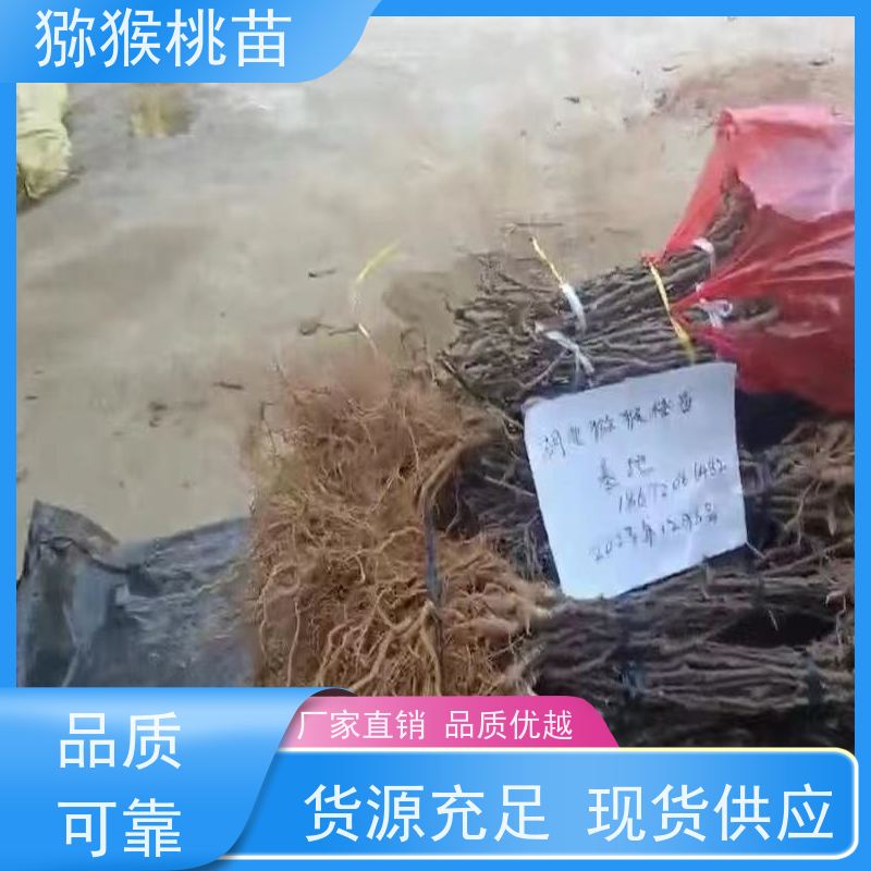 春丰苗木欢迎采购猕猴桃苗子新品种猕 猴桃树苗子1米高、