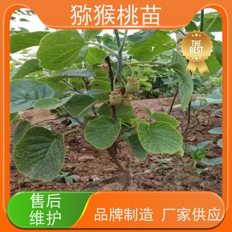 春丰苗木猕猴桃实生苗0.3元一棵欢迎采购楚红猕猴桃苗子