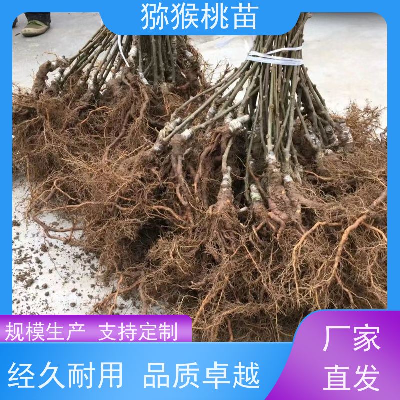  猕猴桃实生苗0.3元一棵 华优猕猴桃苗 欢迎采购