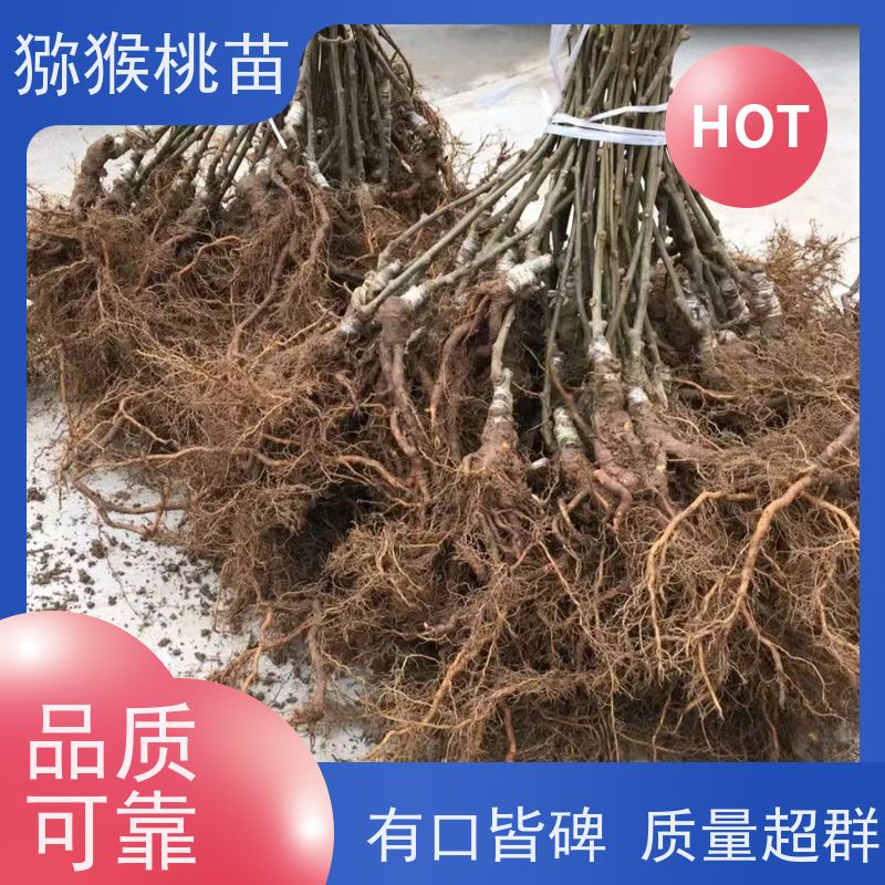 春丰苗木欢迎采购白猕猴桃苗子猕猴桃实生苗0.3元一棵