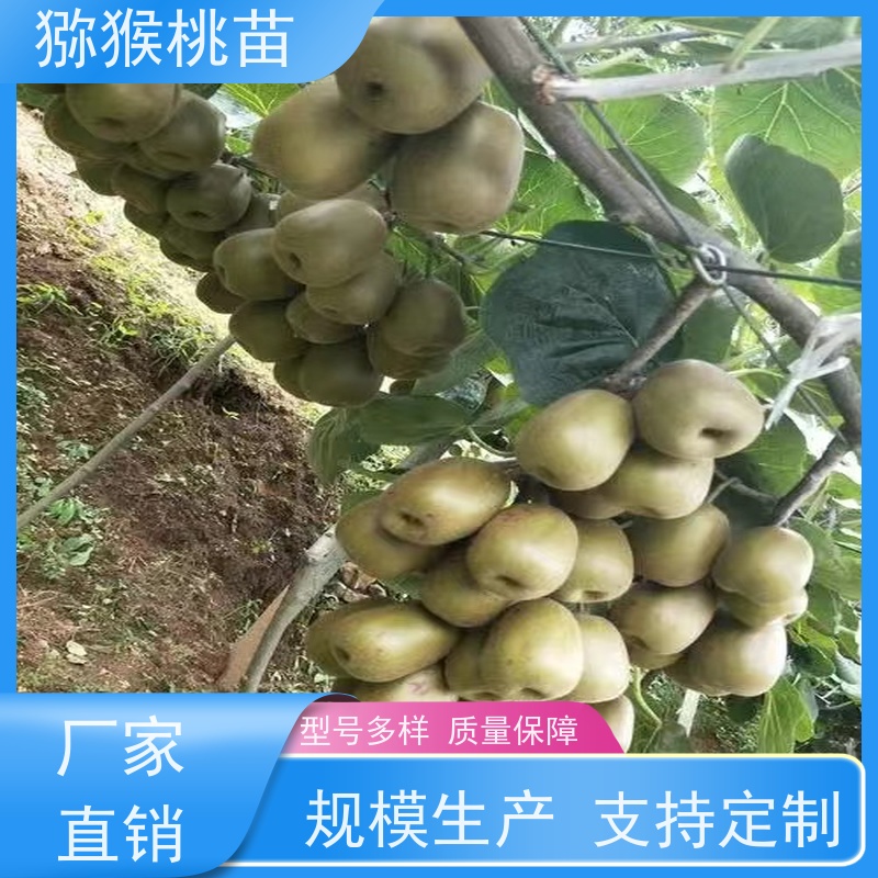 春丰苗木优良猕猴桃苗欢迎采购3元一棵 50元上车价 重花叠瓣 效果佳